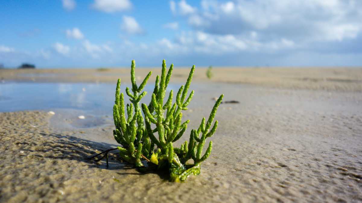 La salicornia, o planta de sal verda, que creix en una costa sorrenca per l