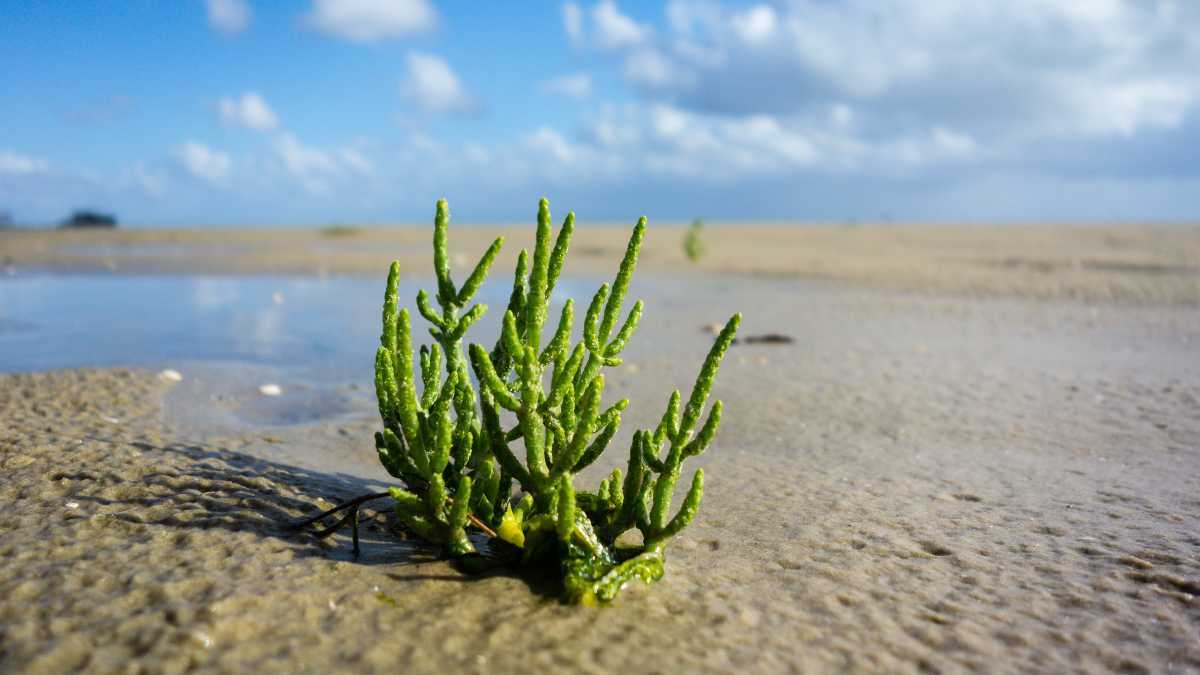 Salicórnia, ou planta de sal verde, crescendo numa costa arenosa junto à água