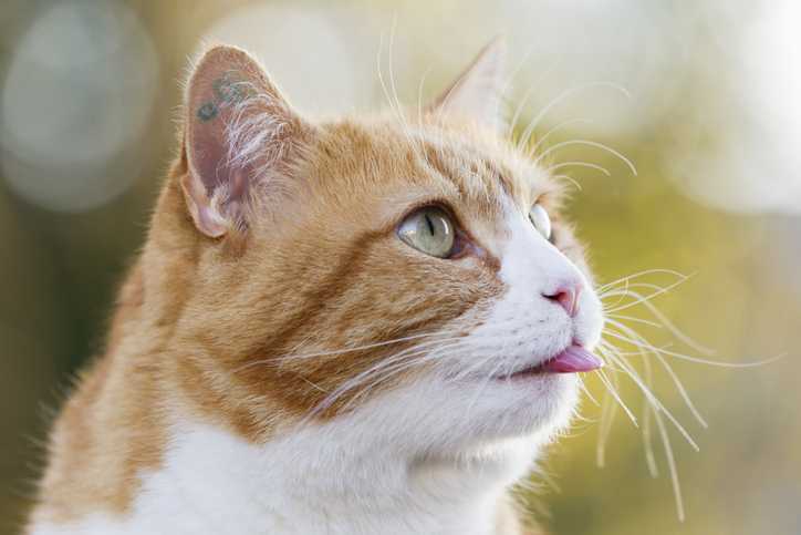 oranžna mačka izteguje jezik