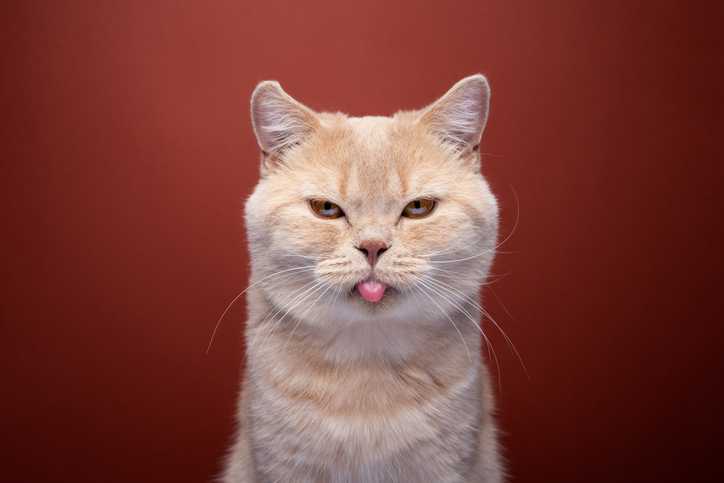 Chagrijnige katten steken hun tong uit
