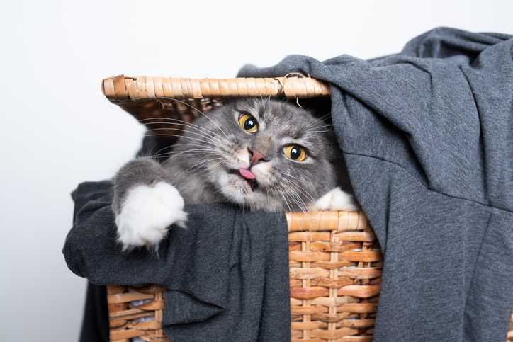 Katė skalbinių krepšyje iškiša liežuvį