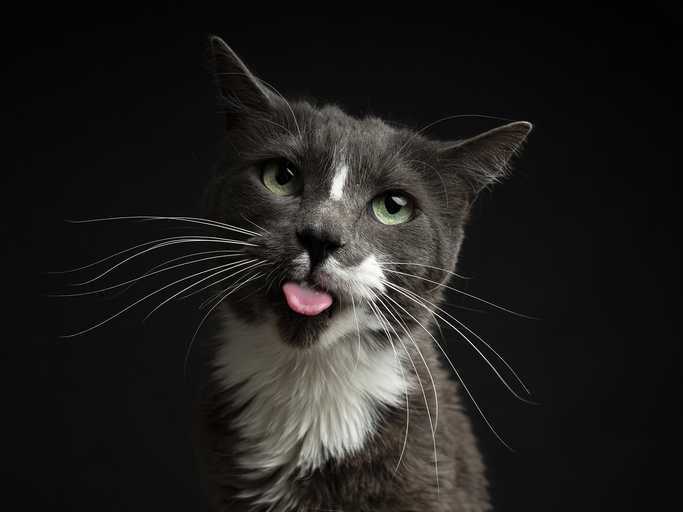 mačka vyplazujúca jazyk