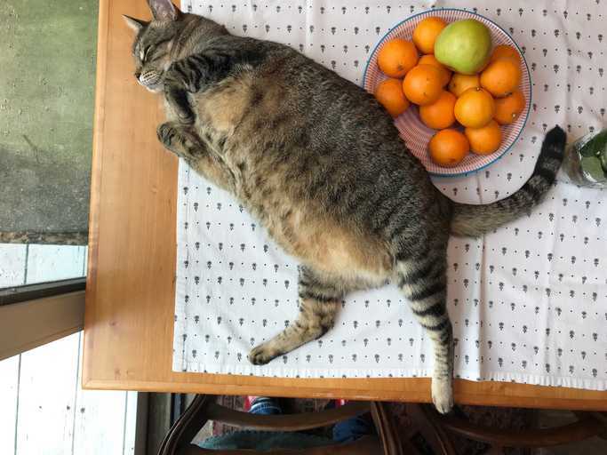 kantong primordial kucing yang kelebihan berat badan