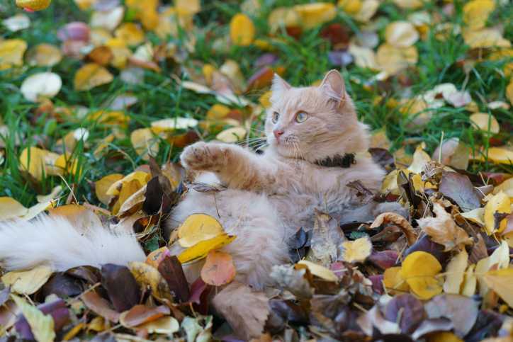 قطة برتقالية في الخريف تلعب بأوراق الشجر