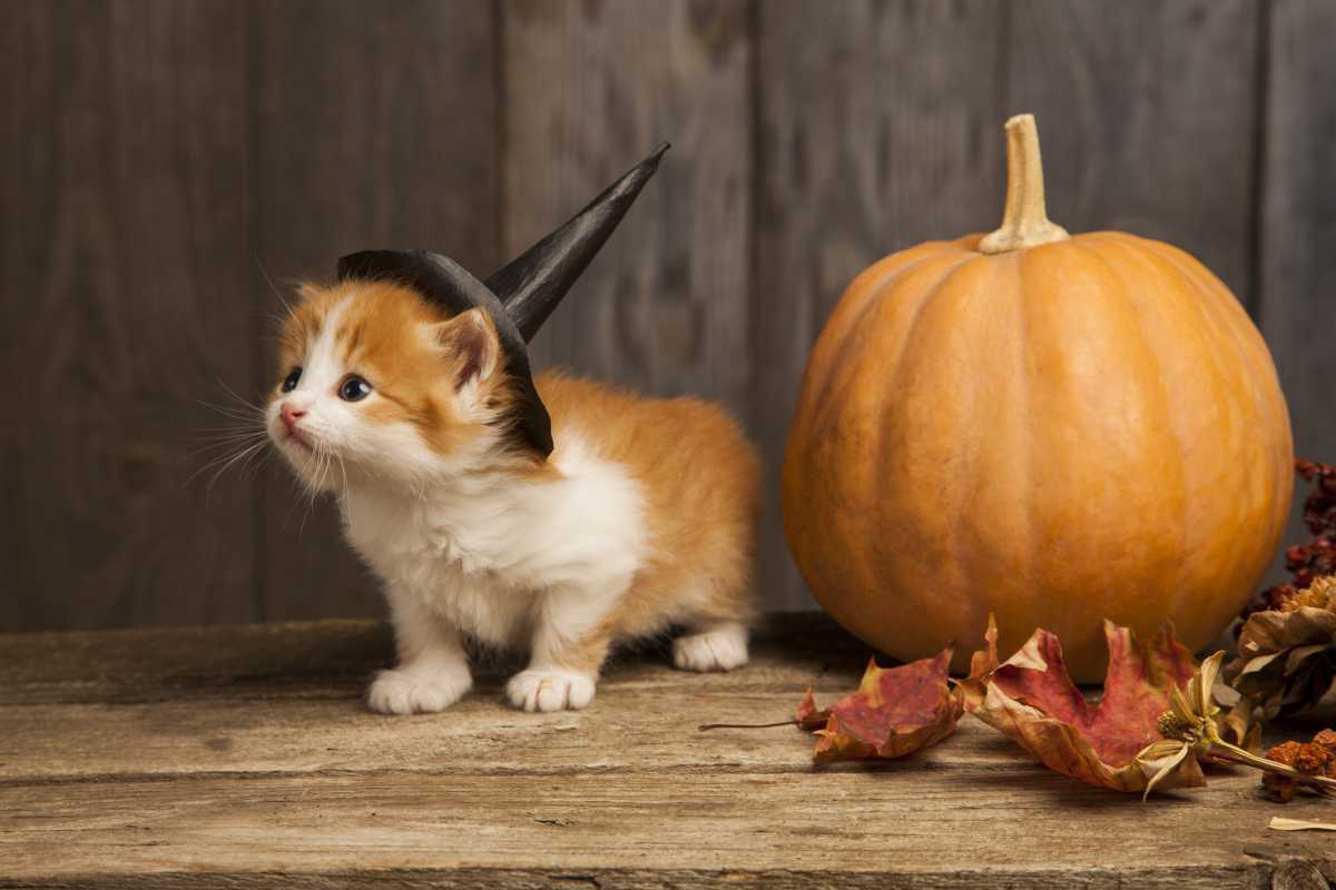 Gato no outono usando chapéu de bruxa e aguardando abóbora