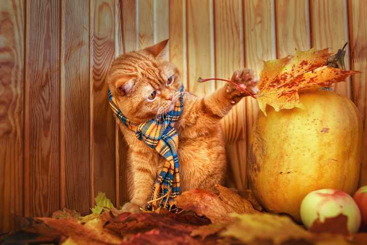 کدو اور پتیوں کے ساتھ سکارف میں موسم خزاں میں بلی