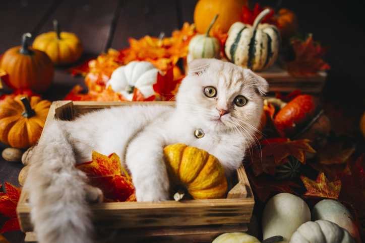 Katze im Herbst in einer Schachtel mit Kürbissen und Blättern