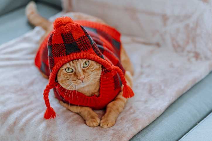 ٹوپی اور سویٹر پہنے موسم خزاں میں بلی