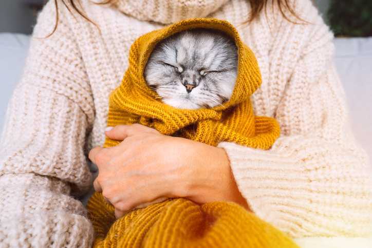 pisică în toamnă ghemuită lângă proprietar în pătură galbenă