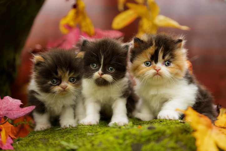 ثلاث قطط في الخريف