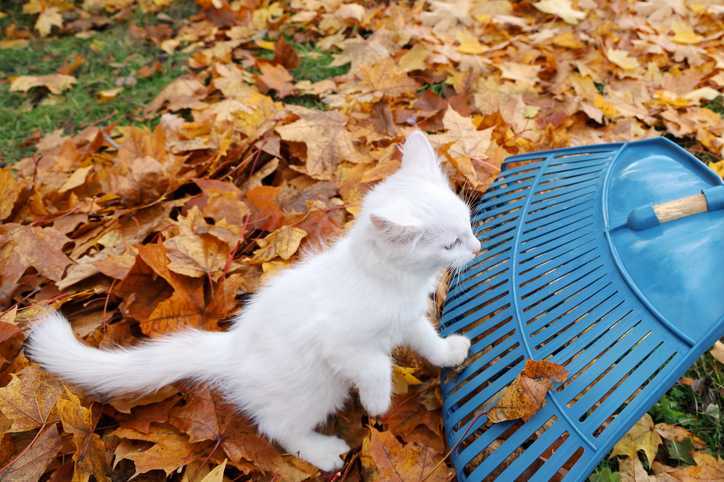 Biały kot jesienią pomaga grabić liście