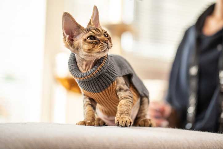 pisică în pulover cu gât de toamnă