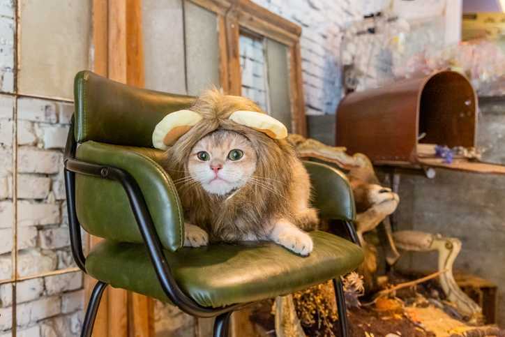 kot jesienią w kostiumie lwa na Halloween