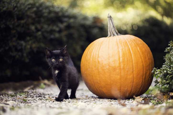 Czarny kot jesienią stojący obok dużej dyni