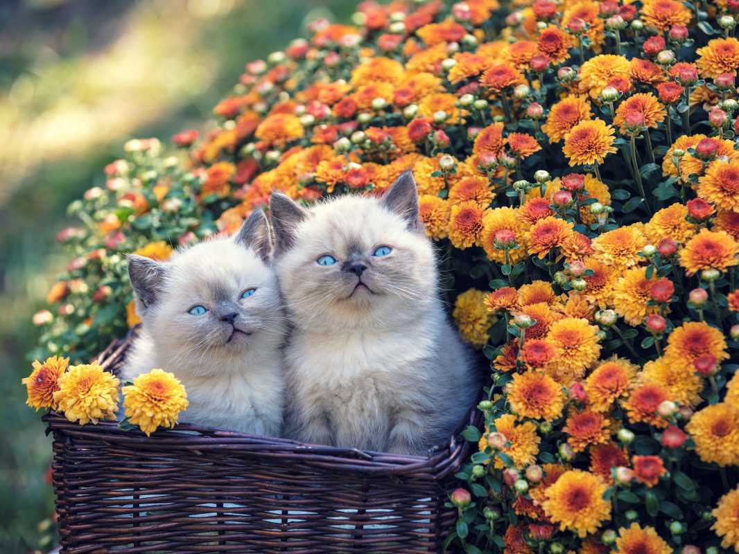 Két aranyos kis cica egy kosárban a kertben, narancssárga krizantém virágok közelében
