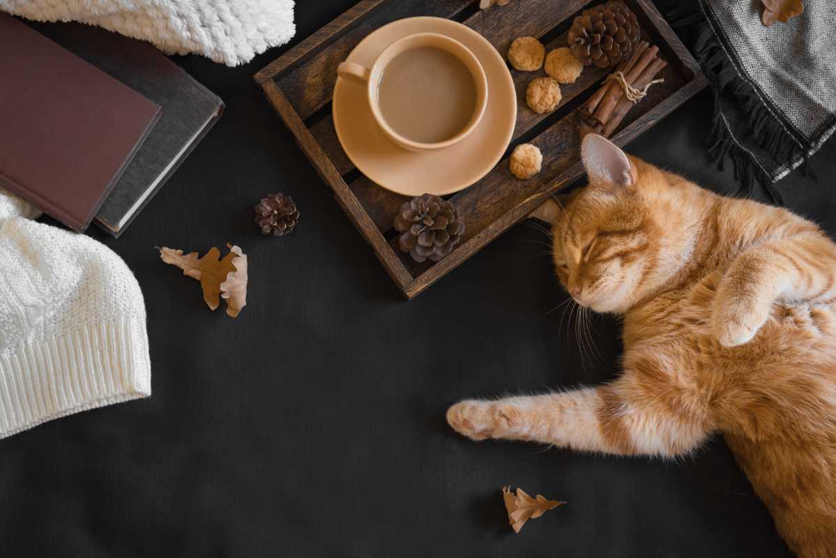Przytulny kot jesienią drzemiący w pobliżu herbaty i książek