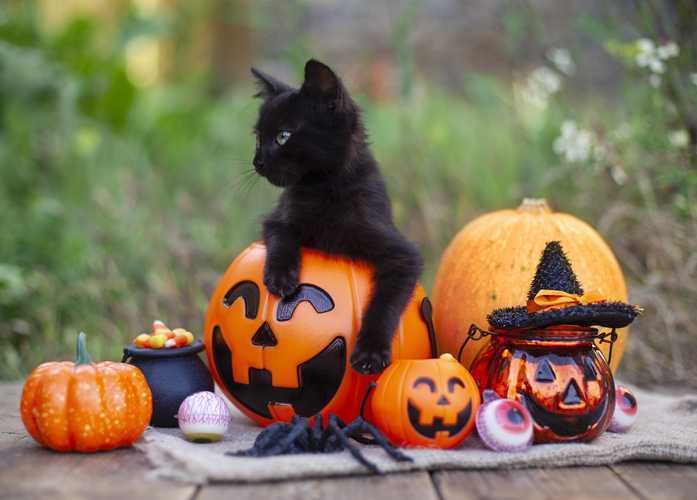 Gato preto no outono sentado em uma lanterna com decorações de Halloween