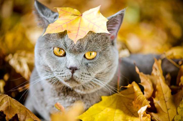Gato cinzento caindo na pilha de folhas