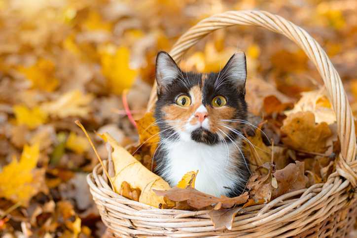Kot perkalowy jesienią w koszu liści