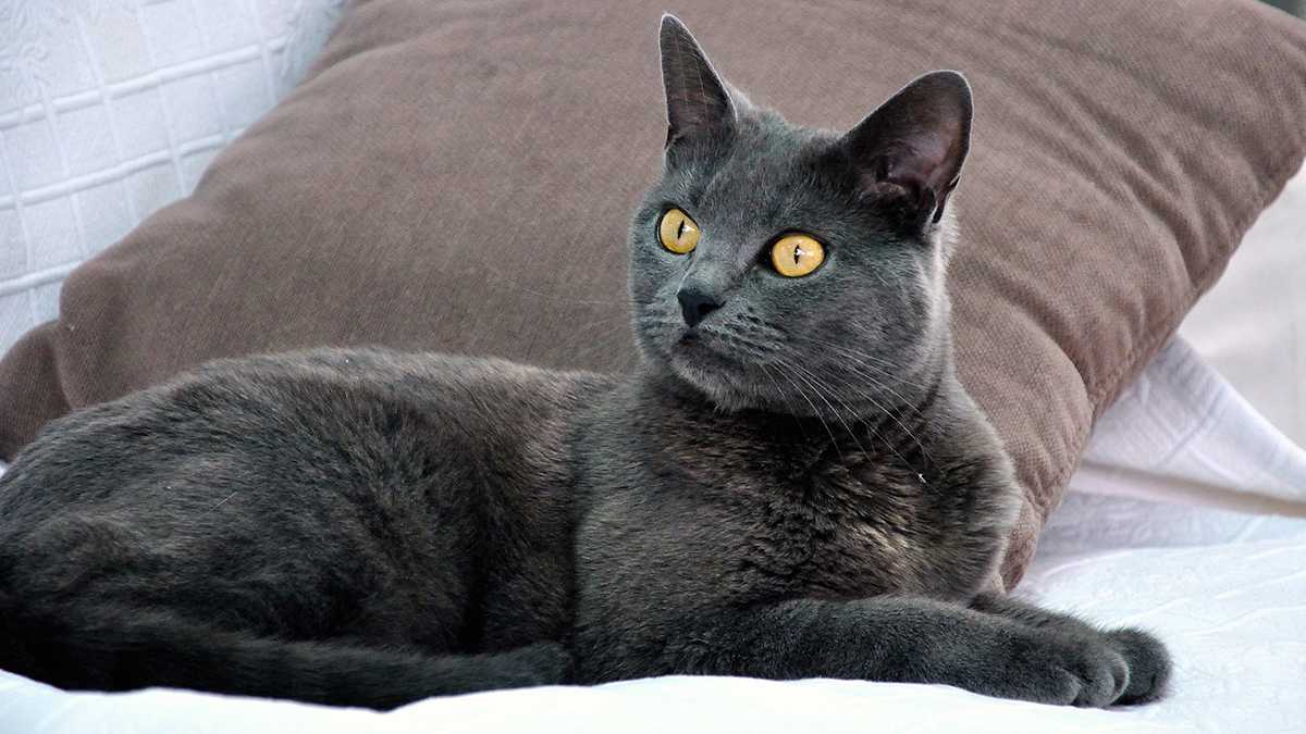 Chartreux mačka