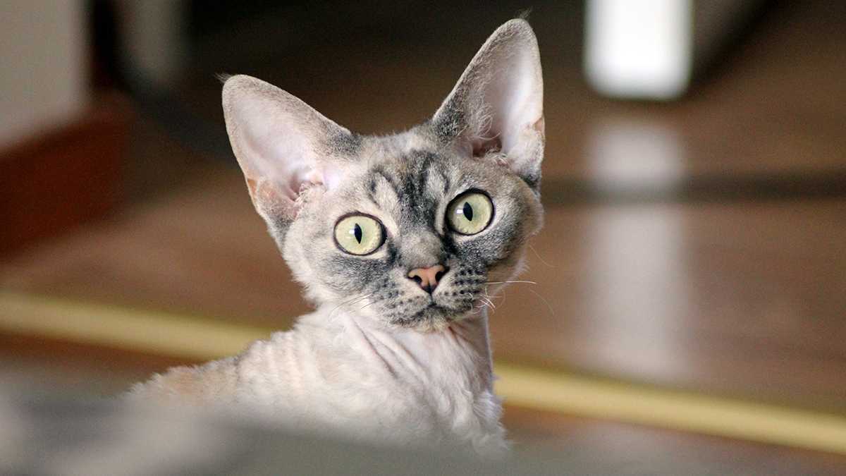 Devono rekso katė