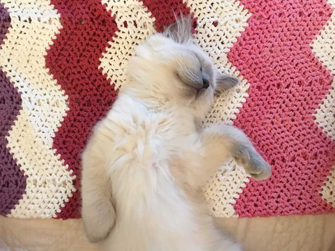 قطة صغيرة مستلقية على بطانية كريشيه
