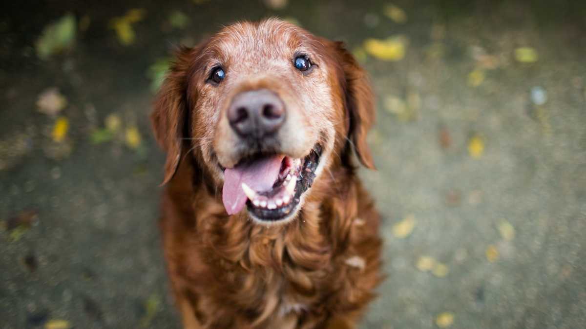 Anjing Golden Retriever kelihatan dengan penuh kasih sayang.