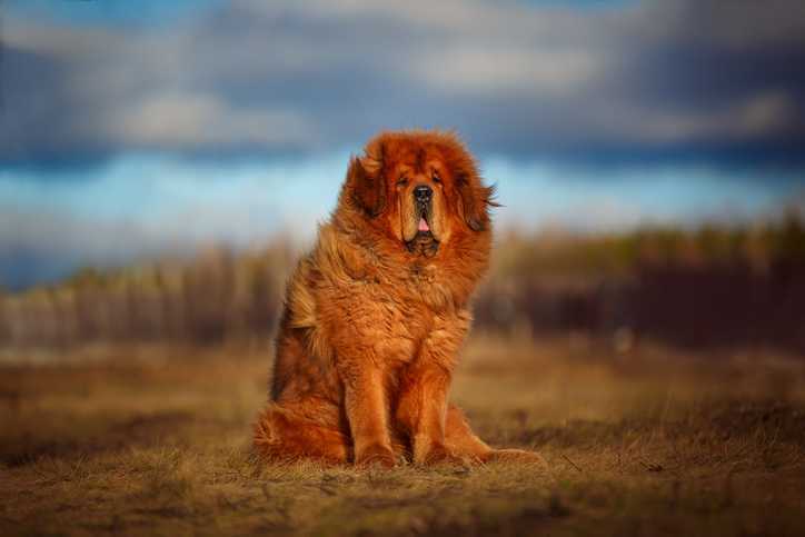 Grand Mastiff tibétain doré assis dans un champ