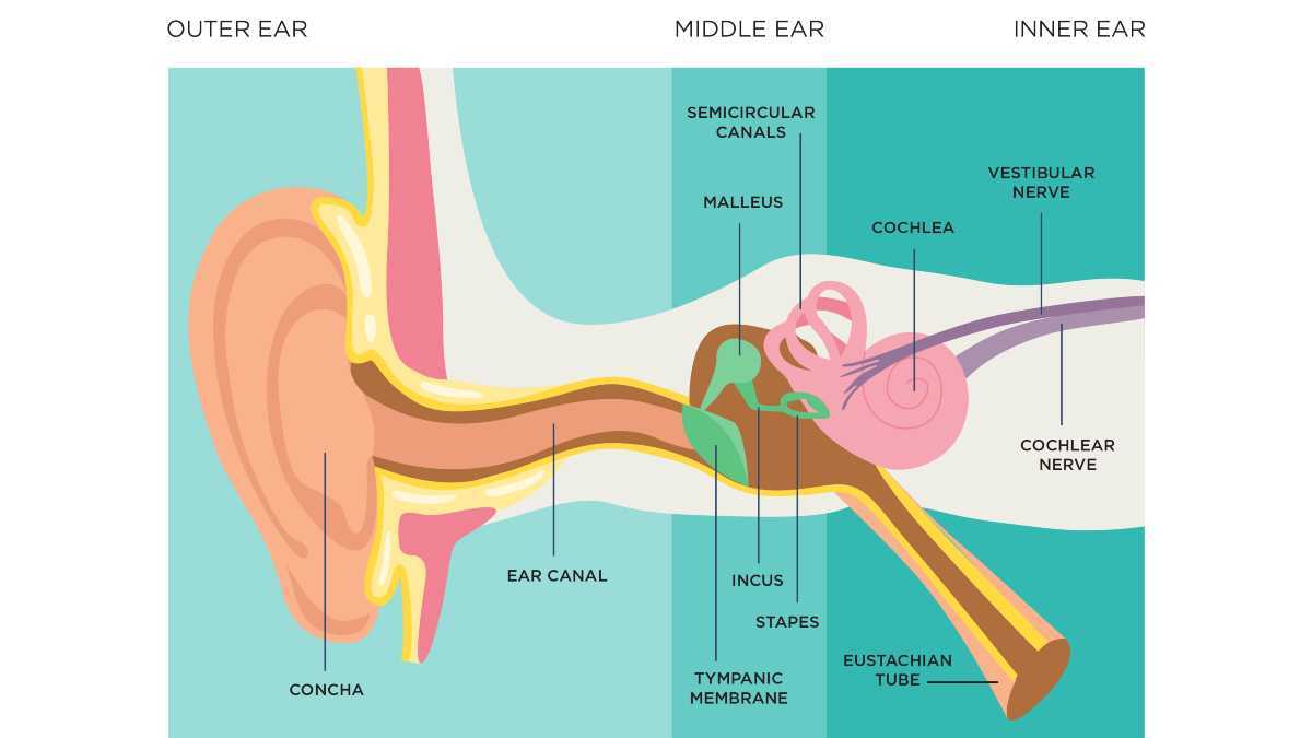 Vidurinės ausies, kuri gali užsikimšti skysčiais ir sukelti traškėjimą, iliustracija