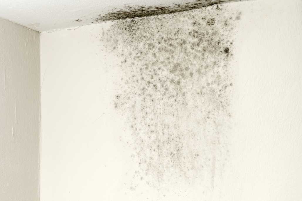 เชื้อราบนเพดานบนผนังสีขาว