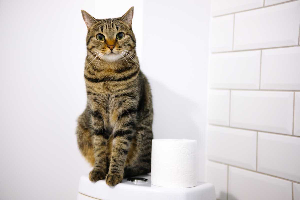 बिल्ली शौचालय के ऊपर बैठी है