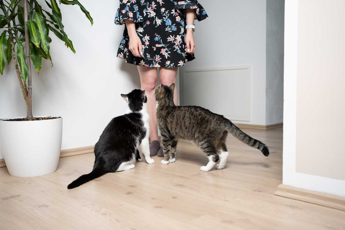 Två katter som följer kvinnan