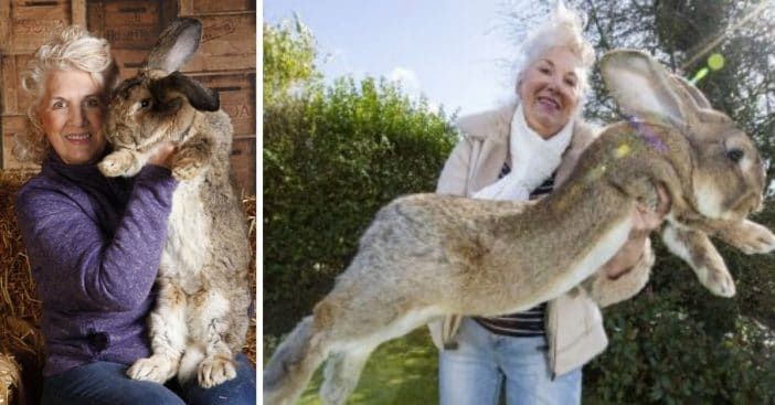 El conill més gran de la Terra, Darius, pesa 49 lliures i fa més de 4 peus de llarg