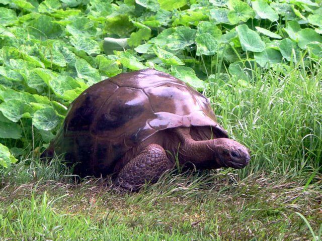 Jonathan o animal terrestre mais antigo da tartaruga do mundo