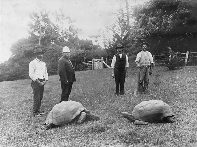 187 yaşındaki kaplumbağa