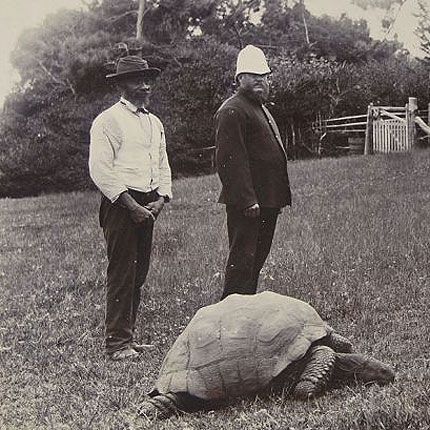 La tortuga de 187 anys és mundial