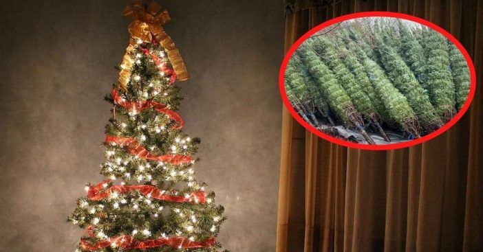 escasez de árboles de navidad 2020