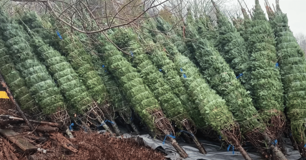 nedostatek vánočních stromků 2020