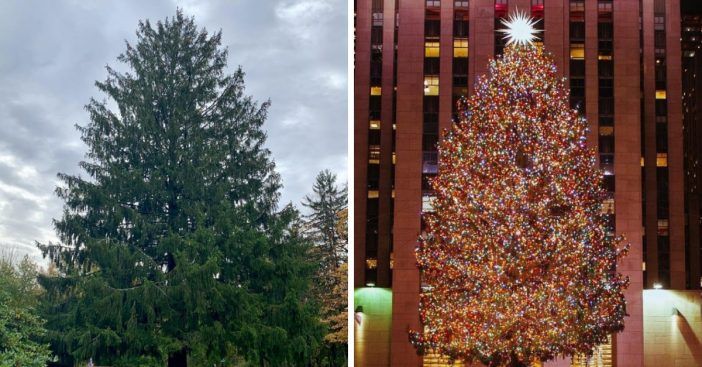 Ове године званично је изабрано божићно дрвце Роцкефеллер Центер