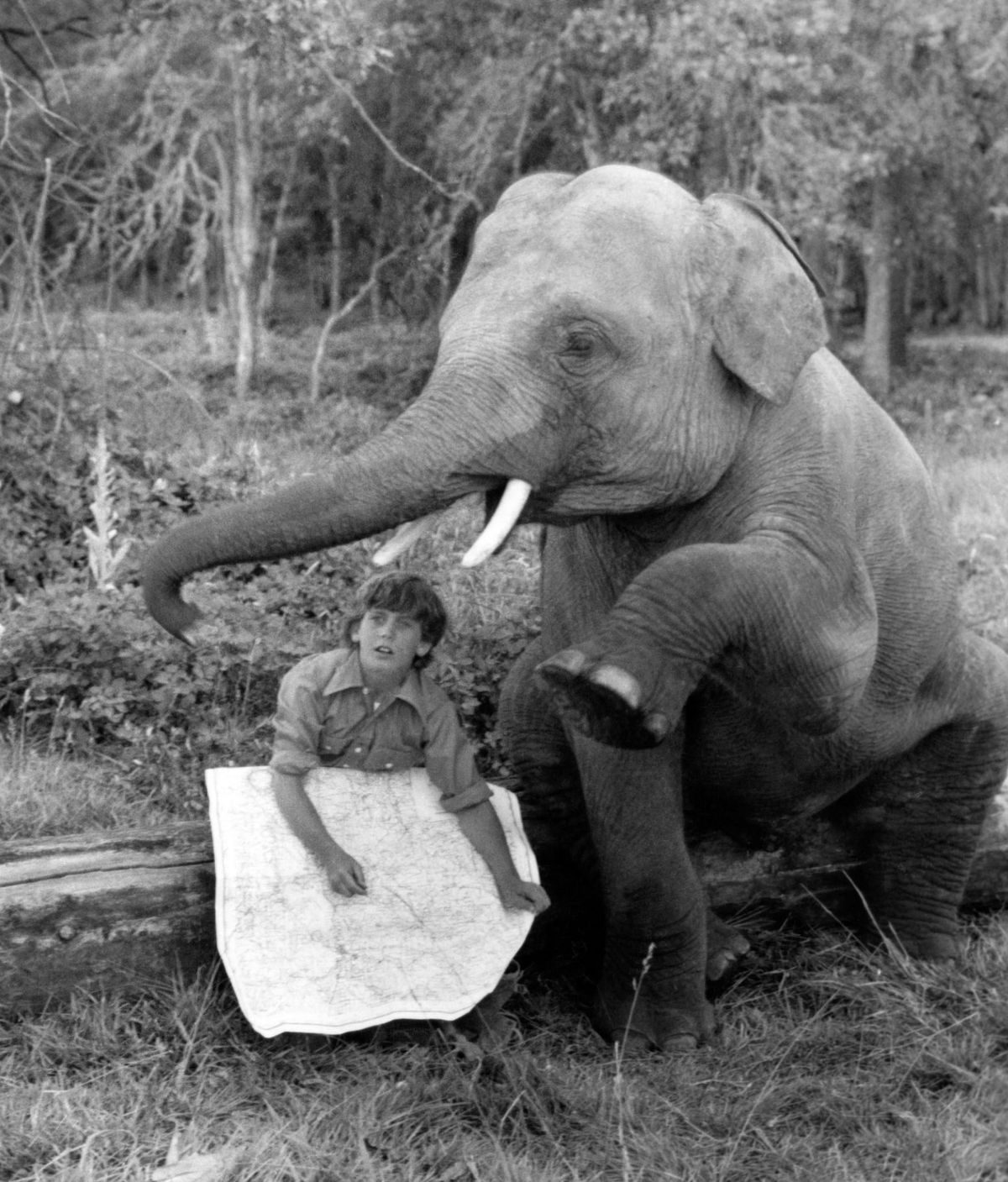 willie-aames-elefantti