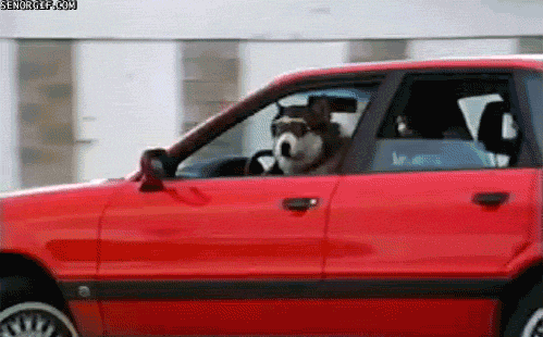 gos conduint un cotxe