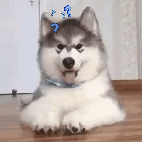 cachorro confuso