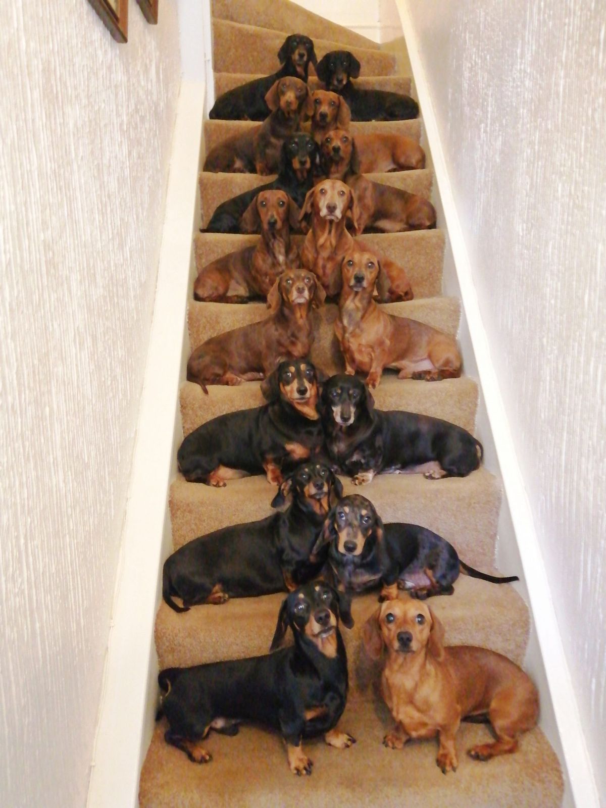 El propietari de gossos aconsegueix que els seus 17 teckels es posin per a una foto festiva