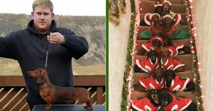 Suņu īpašnieks māca savus 17 taksus pozēt svētku svētku foto