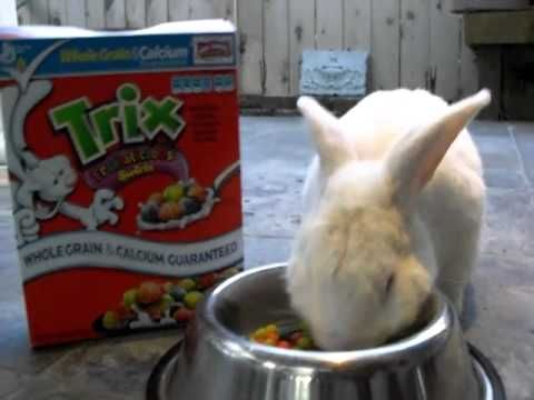 coelho comendo cereal trix