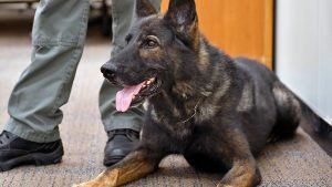 Vojenské psy ve výslužbě potřebují domovy - zoufale