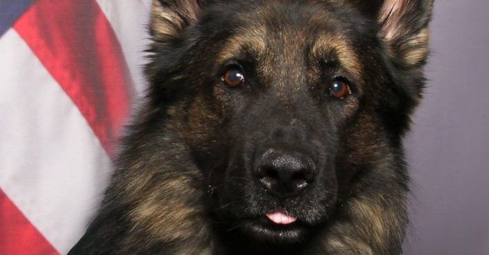 Cachorro da Polícia Rouba a Todos