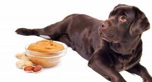 Majitelům domácích zvířat, zejména těm se psy, kteří milují arašídové máslo, se doporučuje, aby sledovali, co dávají svým nadýchaným členům rodiny