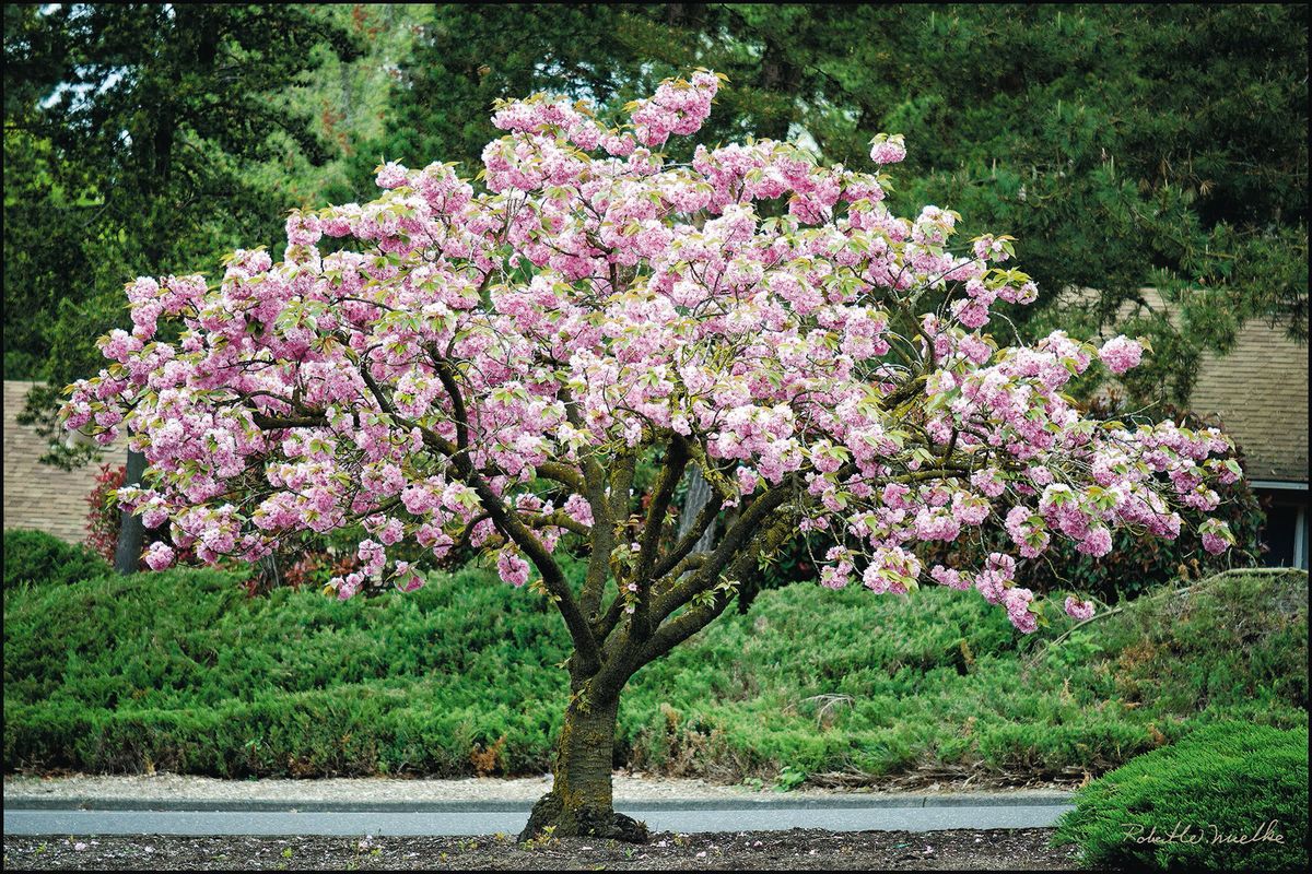 strom třešňového květu