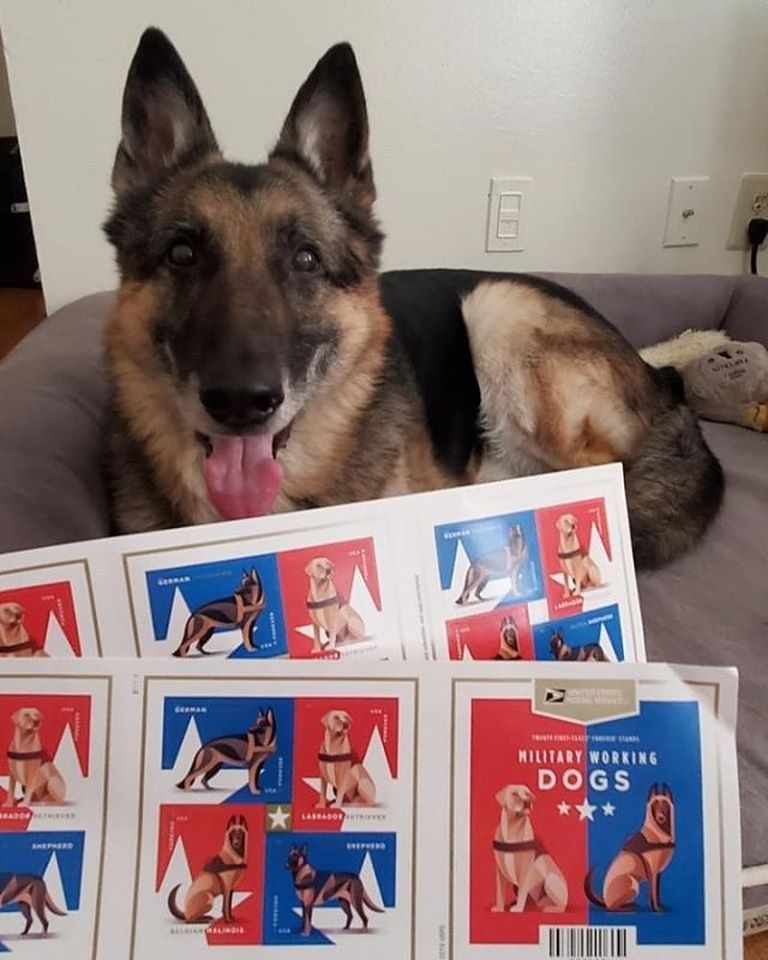 selos de cão militar trabalhador e pastor alemão
